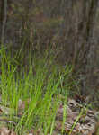 Blue Ridge sedge